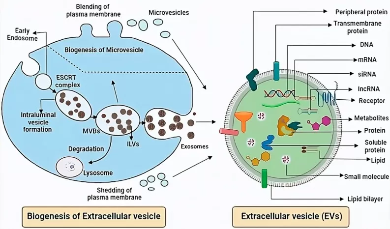 Biogenesis and components of extracellular vesicles (Evs)